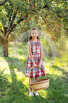 Beautiful girl harvests apples. Apple orchard.