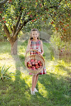 Beautiful girl harvests apples. Apple orchard.