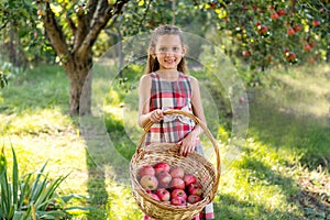 Beautiful girl harvests apples. Apple orchard.