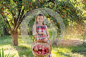 Beautiful girl harvests apples. Apple orchard.