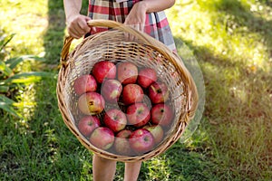 Beautiful girl harvests apples. Apple orchard.