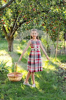 Beautiful girl harvests apples. Apple orchard.