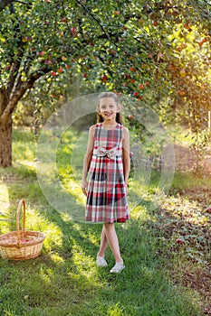 Beautiful girl harvests apples. Apple orchard.