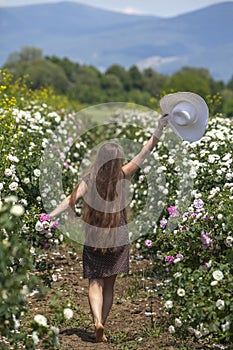 Beautiful girl with long hair holding up a hat and walking through pink and white fresh roses field of Bulgaria