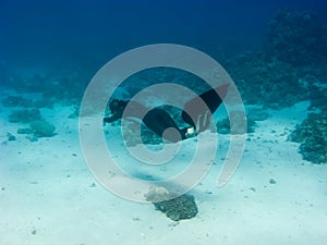 Beautiful girl with monofin swims above sea bottom