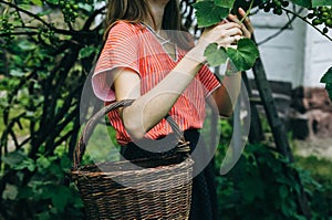 Beautiful girl in old rustic clothes is gathering green grapes near the house. Summer day on farm yard. Harvest time in autumn.