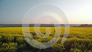 Beautiful girl is practicing yoga asana on a yellow flowering field. Aerial footage