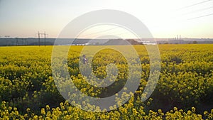 Beautiful girl is practicing yoga meditation on a yellow flowering field. Aerial footage