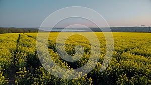 Beautiful girl is practicing yoga meditation on a yellow flowering field. Aerial footage