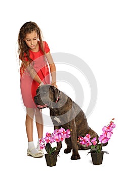 Beautiful girl in red dress stroking a big dog photo
