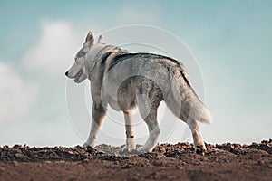 Beautiful girl siberian husky and local mountains.