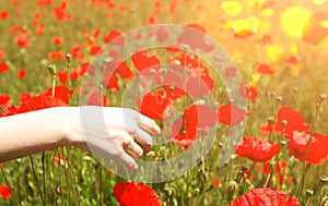 Beautiful girl is standing on summer field full of red poppy flowers in the grass. Happy woman in rustic dress strokes grass with