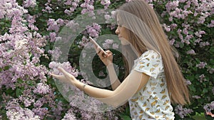 A beautiful girl is taking pictures of a lilac bush. Enjoys beautiful flowers.
