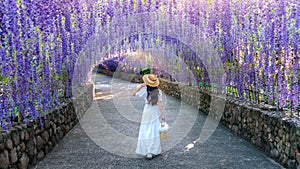Beautiful girl walking at purple flower tunnel in Chiang Rai, Thailand photo