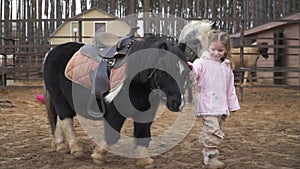 A beautiful girl walks with a pony. Child take care of the pet. A man and a horse on the ranch walk in a paddock with