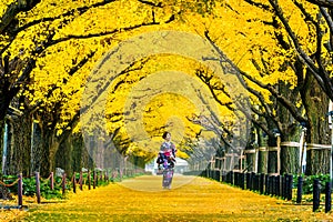 Beautiful girl wearing japanese traditional kimono at row of yellow ginkgo tree in autumn. Autumn park in Tokyo, Japan