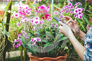 Beautiful girl working flower farm holding a phone