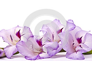 Beautiful Gladiolus