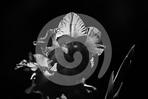 Beautiful gladiolus flower