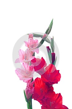 Beautiful Gladiolus flower isolate on white background