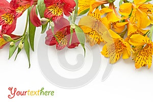 Beautiful gladiolus on white background