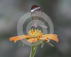 Beautiful Glasswing Butterfly Greta oto on a beautiful orange flower Gerbera in a summer garden.