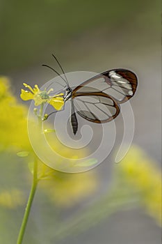 Beautiful Glasswing Butterfly Greta oto on a leaf.