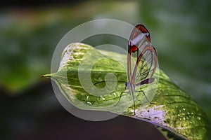 Beautiful Glasswing Butterfly Greta oto on a leaf.
