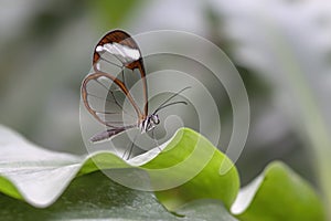 Beautiful Glasswing Butterfly Greta oto on a leaf.
