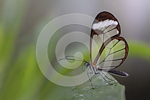 Beautiful Glasswing Butterfly Greta oto on a leaf with raindrops in a summer garden. In the amazone rainforest in South America.