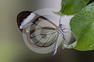 Beautiful Glasswing Butterfly Greta oto on a leaf with raindrops in a summer garden. In the amazone rainforest in South America. photo