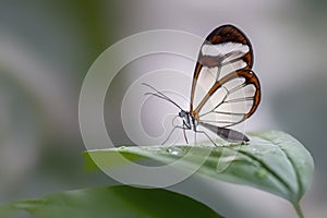 Beautiful Glasswing Butterfly Greta oto on a leaf with raindrops in a summer garden. In the amazone rainforest in South America. photo