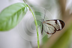 Beautiful Glasswing Butterfly Greta oto on a leaf in a summer garden. In the amazone rainforest in South America.