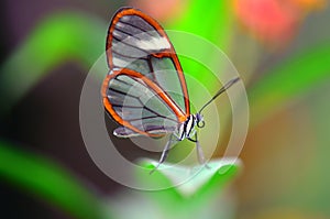 Beautiful Glasswing butterfly (greta oto) on a plant leaf