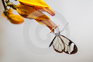 Beautiful Glasswing Butterfly Greta oto in a summer garden on a orange flower. In the amazone rainforest in South America.