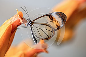 Beautiful Glasswing Butterfly Greta oto in a summer garden on a orange flower. In the amazone rainforest in South America. photo