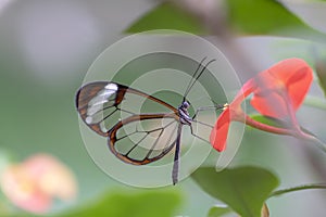 Beautiful Glasswing Butterfly Greta oto in a summer garden on a red flower. In the amazone rainforest in South America. Presious