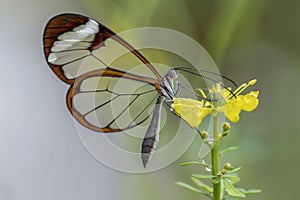 Beautiful Glasswing Butterfly Greta oto in a summer garden on a yellow flower. In the amazone rainforest in South America. Presi photo