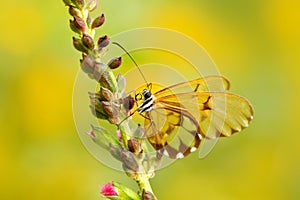 Beautiful Glasswinged butterfly with transparent wings. Butterfly in the nature habitat. Insect with transparent wings from Ecuado