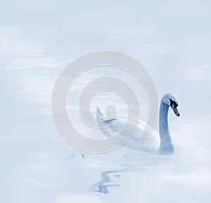 Beautiful gliding swan