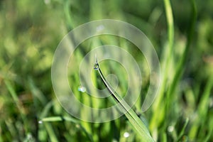 Beautiful with glitter drop of dew on a fresh green blade of grass, blurred background, solar lighting