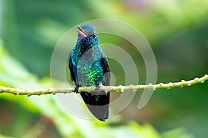 Beautiful, glittering blue hummingbird chirping with beak open, happy.