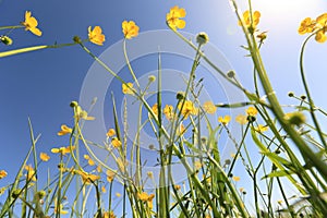 Beautiful globeflowers