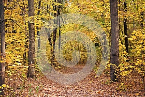 Beautiful glorious fall. Fall landscape. Fall forest path. Leaves turn yellow on trees. Golden fall season. Wild autumn