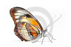 Beautiful Glory of Bhutan or Goliath butterfly isolated on a white background. Side view