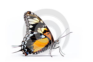 Beautiful Glory of Bhutan or Goliath butterfly isolated on a white background. Side view