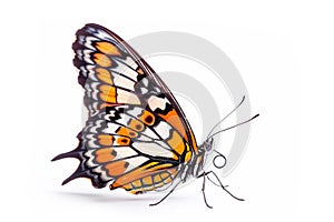 Beautiful Glory of Bhutan or Goliath butterfly isolated on a white background. Side view