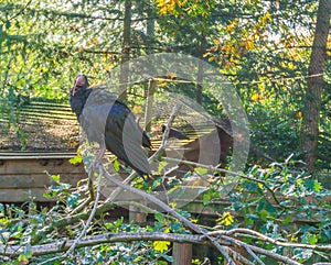 Beautiful glossy black bald northern hermit ibis sitting in a tree on a branch beautiful endangered desert bird portrait