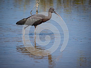 Beautiful Glossy ibis