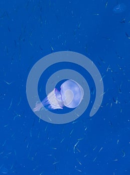 Beautiful glowing blue jellyfish in blue water sea with little fish background